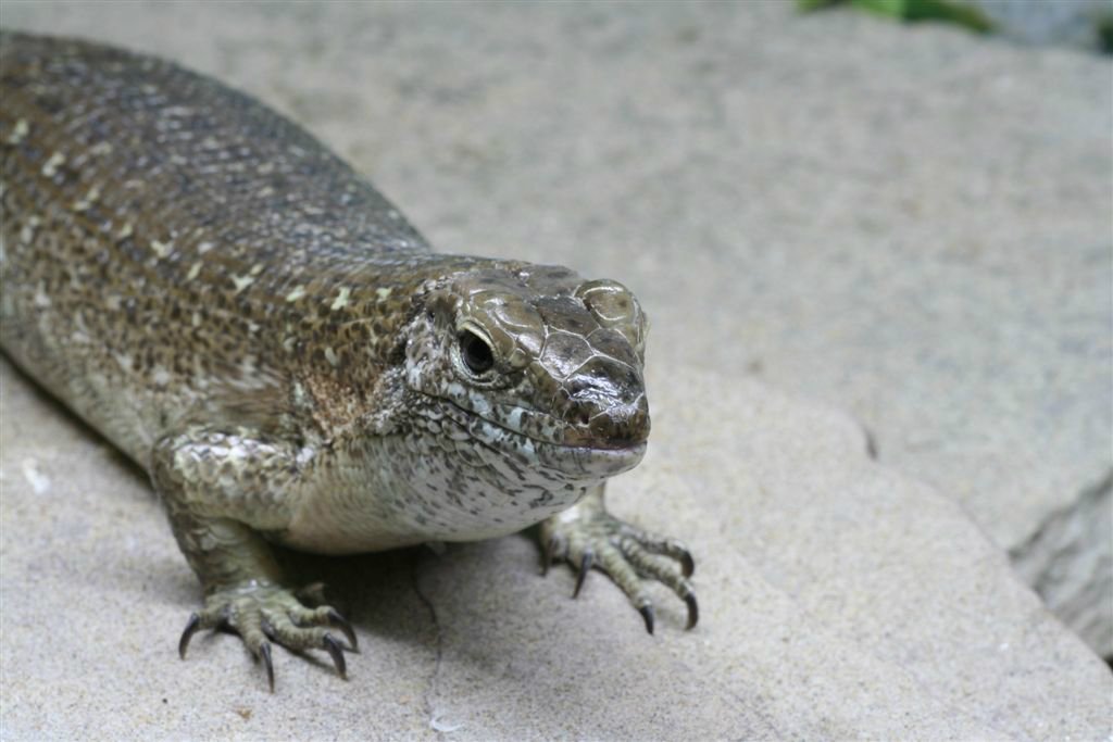 Dieren